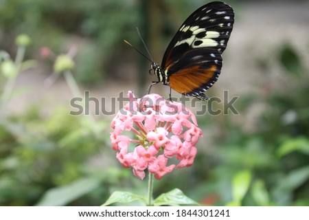A still image of a butterfly