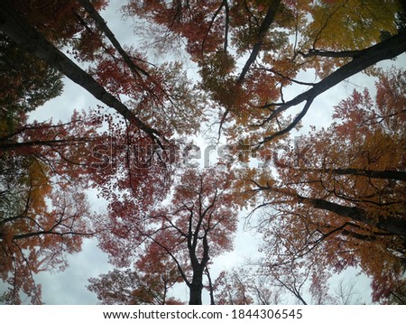 All beautiful fall colors reaching the sky one picture