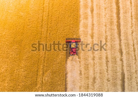 one red combine harvest wheat in the field. Top view. Harvesting machine working in the field. Top view from the drone