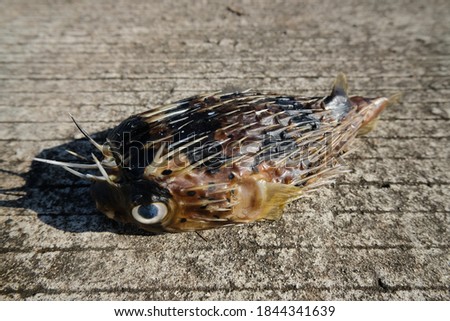 The carcass of the puffer fish (Tetraodontidae) has sharp spines like hedgehogs all over its body. his stomach was white and his back was dark green.