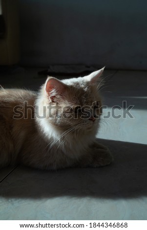 lonely adult cat in home