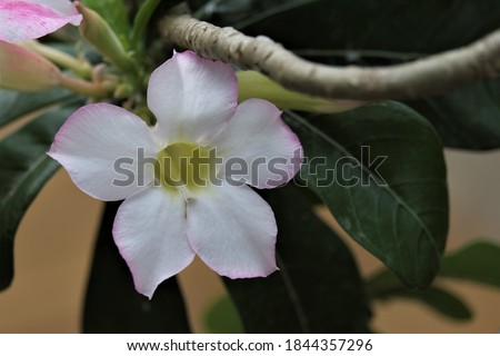 Adenium Flower. Adenium obesum is grown as a houseplant in temperate regions.  Adeniums are appreciated for their colorful flowers, but also for their unusual, thick caudices.