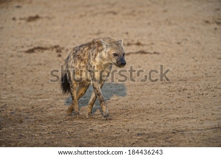 After a night hunting a male Hyena arrives to have a drink