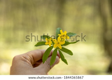 Yellow flower in the forest during early springtime. Closeup on a hand holding an Anemone flower in front of vivid lush foliage landscape