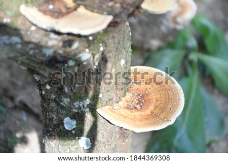 Tinder Bracket Fungus or Hoof Fungus or Tinder Polypore or Hoorse's Hoof on Fallen Tree Trunk in the Woods in Autumn