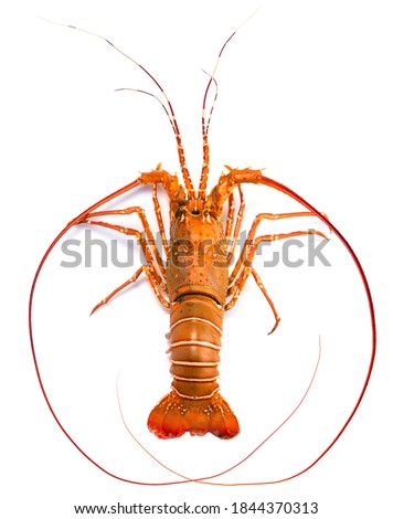 Spiny Lobster isolated on white background, Boiled Spiny Lobsters Asia Seafood in white background. Royalty-Free Stock Photo #1844370313