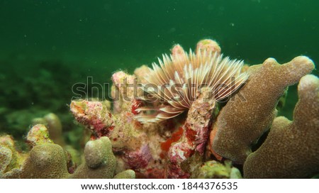 08/16/2020 - Ohoiwa Island, Southeast Molucca, Indonesia - Crinoids above the corals.
