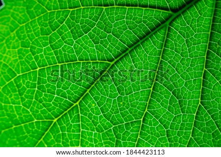 Beautiful Texture of a leaf with light coming from behind