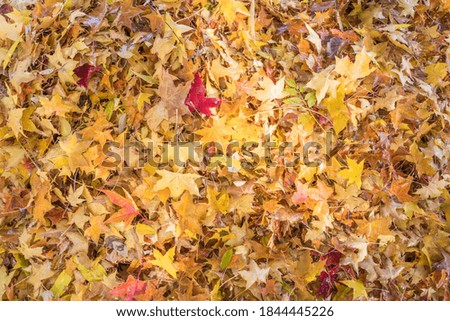 A close-up of autumn leaves after rain