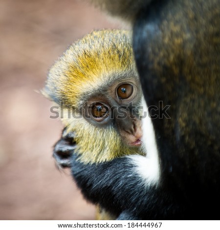 Cercopithecus mona, Ghanaian monkey's little baby cub Royalty-Free Stock Photo #184444967