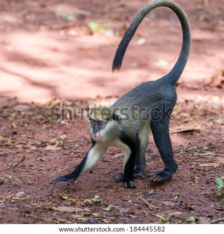Cercopithecus mona, Ghanaian monkey jumps on the ground Royalty-Free Stock Photo #184445582