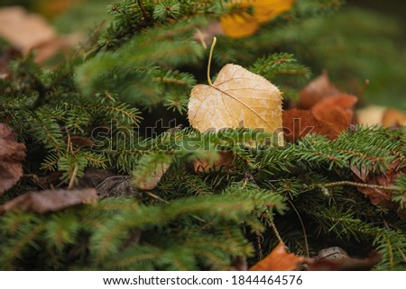 dry leaves lying on spruce branches, cropped image, selective focus. Natural, autumn foliage, christmas concept