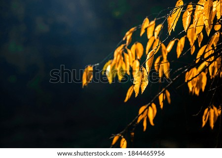 
Dark background with bright autumn leaves. Autumn background