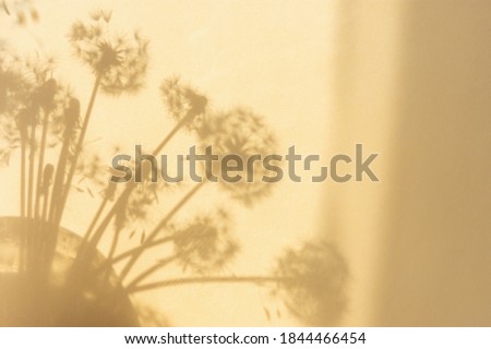 Shadow natural background of dandelion flowers on beige paper. Abstract decorative natural composition in pastel shades. Neutral nature concept blurred background with space for text. Shades of earth.