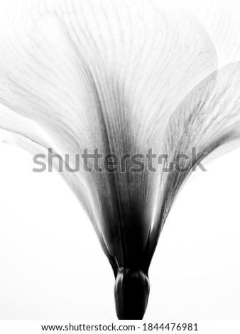 Studio Close Up of Amaryllis in Black and White