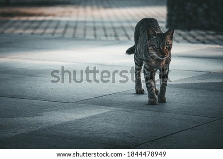 A Grey stray cat. Selective focus. Image may contain noise or grain due to low light. 