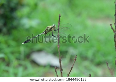 green dragon fly on the grass with blurry background