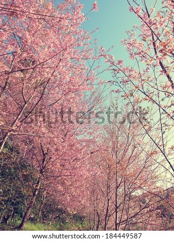 Cherry blossom tree with clear sky, vintage color background