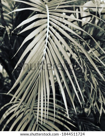 photo of artistic palm leaves in the garden