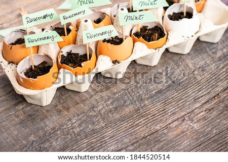 Plantings seeds in eggshells and labeling them with small plant tags. Royalty-Free Stock Photo #1844520514