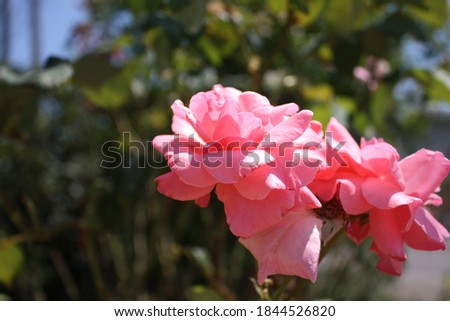 Blooming pink peonies on a green background