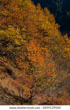 
Autumn colorful forest in the mountains