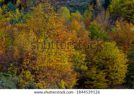 
Autumn colorful forest in the mountains