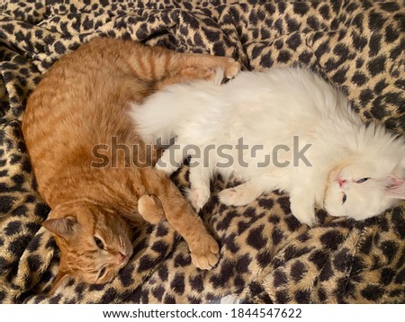 red striped cat and angora white kitten lie on a cheetah blanket