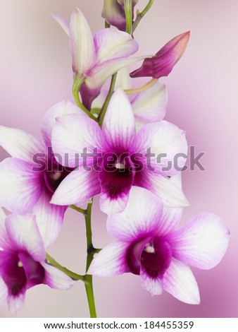 Dendrobium phalaenopsis hybrid orchid