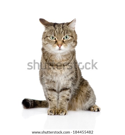 tabby cat looking at camera. isolated on white background
