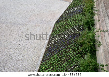 Prague, marble white mosaic, and biennial floral geometric polygonal striped flowerbed of pansies blue blue with drip irrigation at the stairs. view from the top of a drone
