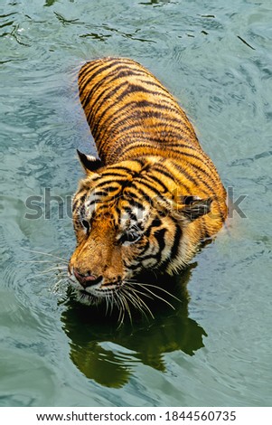 Tiger in the water waiting for prey.