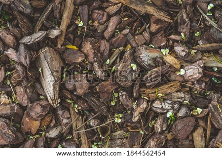 Background of small green sprouts growing on a floor covered by natural pine bark mulch