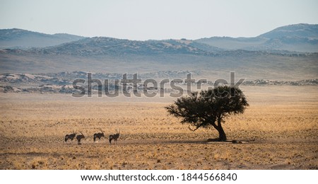 Giraffe in Etosha NP (Namibia)