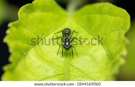 Female Ant Mimicking Spider stock photo