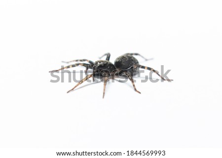 black Spider on white background stock photo