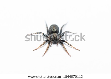 black spider macro stock photo in white background