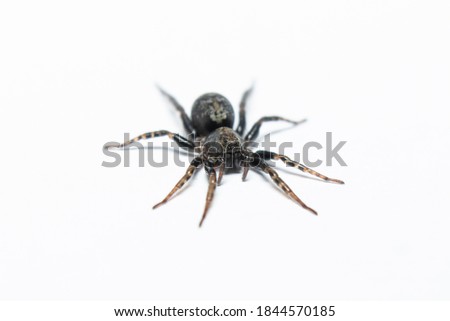 Black spider macro stock photo