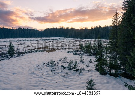 Picturesque evening panorama of forest marsh covered with snow. Royalty-Free Stock Photo #1844581357