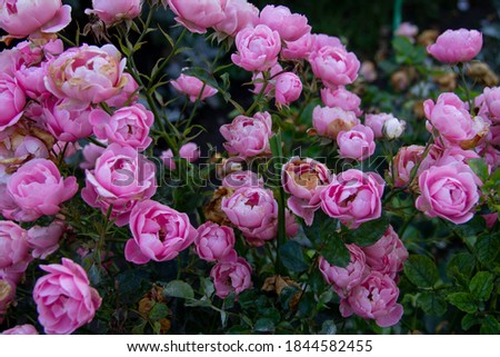 natural background of pink garden rose flowers