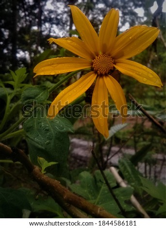 This is a photo of a yellow insulin flower with a little darkening in the image