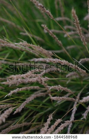 Close up from green grass