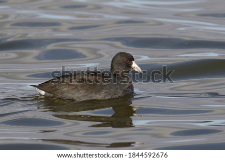 American Coot (fulica americana) swimming in a large body of water
