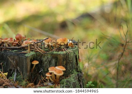 Brown hypholoma mushrooms with a green moss on the old stump