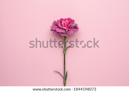 Lilac flowers carnation on a pink background, holiday present card