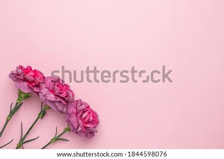 Lilac flowers carnation on a pink background with copyspace, holiday present card