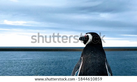 Image of a penguin looking the ocean