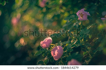 Just a photo of a wild rose bush