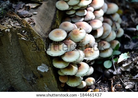 mushrooms in the forest