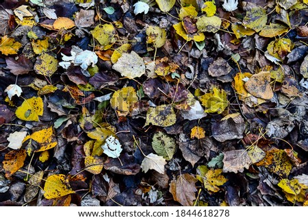 autumn leaves on the ground, beautiful photo digital picture